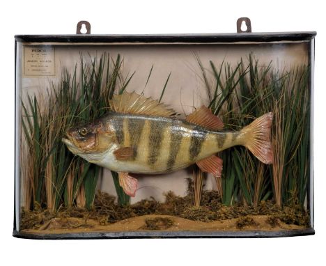 Taxidermy: A Cased Perch (Perca fluviatilis), dated 1905, by F. Dickinson, Taxidermist, a large skin mount preserved and moun