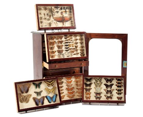 Entomology: A Collection of World &amp; European Butterflies, Moths &amp; Insects, circa early-mid 20th century, a varied col