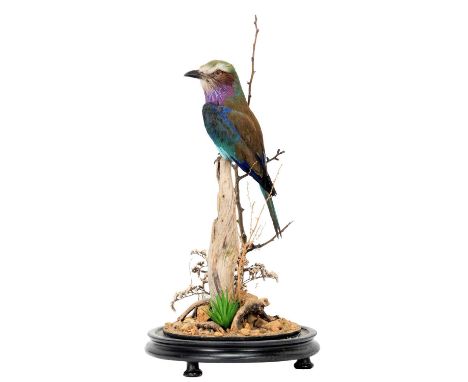 Taxidermy: A Lilac-Breasted Roller (Coracias caudatus), dated 2023, by Robert Ellis, Taxidermy, Middlesbrough, Cleveland, a s