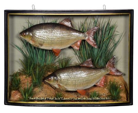 Taxidermy: A Cased Pair of Common Roach (Rutilus rutilus), dated October 1948, by W.F. Homer, 105 Woodgrange Road, Forest Gat