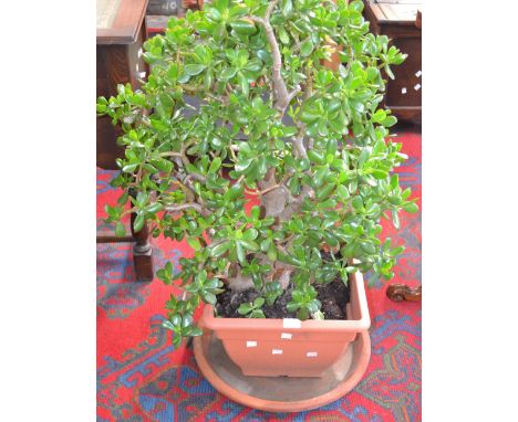 A jade plant, Crassula Ovata
