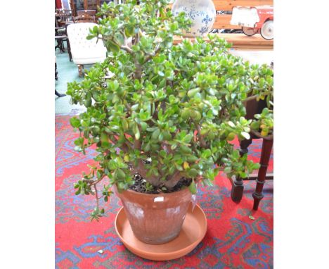 A jade plant, Crassula Ovata