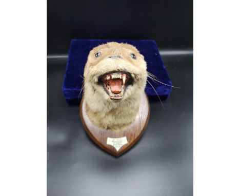 Antique taxidermy otters head on presentation plaque. R. O. B WAMPBY BAY. 18lbs dated 1951. 