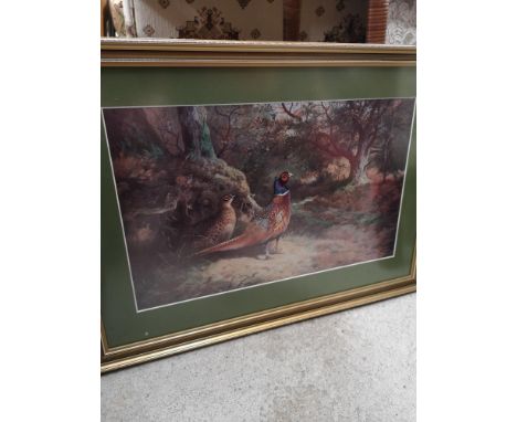 Print of scottish pheasants in countryside surrounding. 