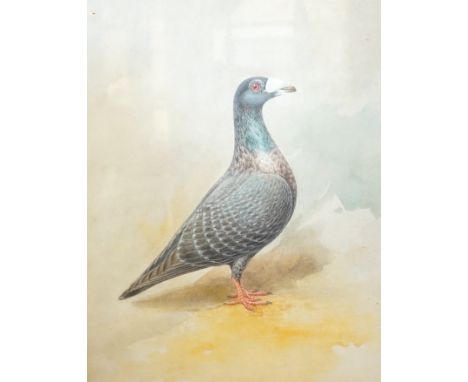 English School c.1900, watercolour, Portrait of the racing pigeon 'Lord Bobs' c.1909, 38 x 28cm