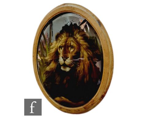 A late 19th Century painted study of a male lion with full mane amongst grasses, on an oval mirror panel, in a pine frame, 59