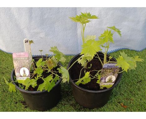 Two Delphiniums; Dark blue with white bee and light blue with white bee. Not available for in-house P&amp;P 