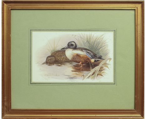Four 19th and 20th century prints depicting ducks and seabirds, comprising -  1. after Archibald Thorburn, 'Shoveller', colou