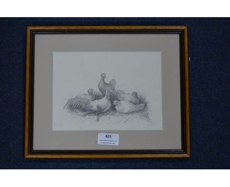 Pencil Sketch of Hens by Louisa Holt 1836 