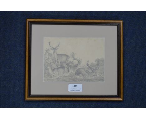 Pencil Sketch of Deer by Louisa Holt 