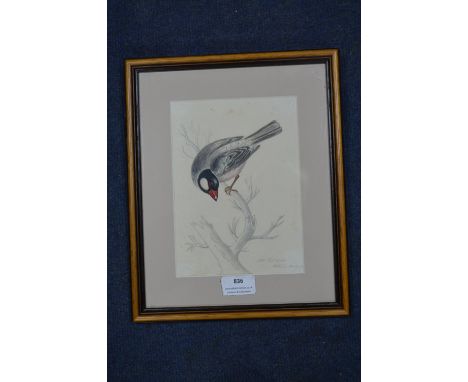 Pencil and Watercolour Sketch of a Bird by Louisa Holt 1830 