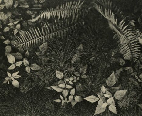 Artist: Ansel Adams (American, 1902-1984). Title: "Leaves &amp; Ferns, Mills College, Oakland, California [standard version]"