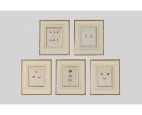 J S Rost after René Lessonc.1830-1835, a set of five studies of shells taken from 'Centurie Zoologique'titled and numbered, p
