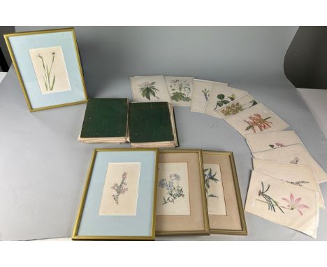 GEORGE LODDIGES (1786-1846) A LARGE COLLECTION OF BOTANICAL HAND COLOURED PLATES OF FLOWERS AND PLANTS (Qty) In two books, so