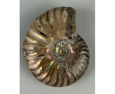 AN OPALISED CLEONICERAS AMMONITE FOSSIL,Ammonite From the Majunga Basin, Madagascar. Natural shell displaying striking flashe