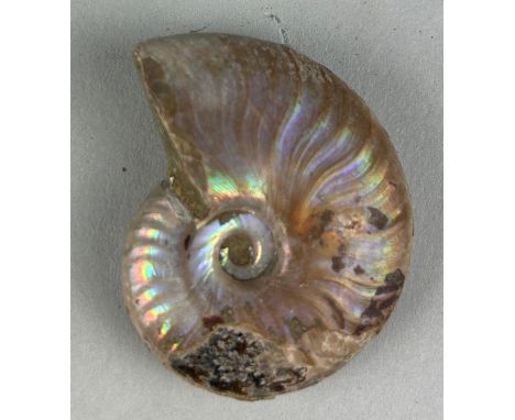 AN OPALISED CLEONICERAS AMMONITE FOSSILAmmonite From the Majunga Basin, Madagascar. Natural shell displaying striking flashes