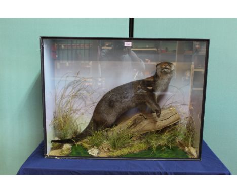A cased taxidermy otter mounted within naturalistic setting with trade label for H R Bennett, Norwich in bottom left corner, 