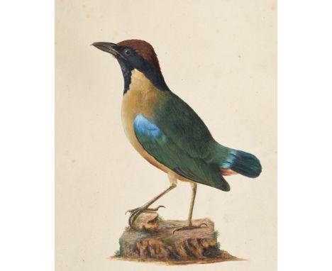 Ornithologie - - Johann Georg Wilhelm Brandt (zugeschr.). Pitta strepitans Cuv., Neu Holland. Um 1840. Aquarelle, Gouache und