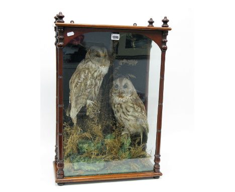 Two XIX Century Taxidermy, Owls, in period mahogany dome glass panel case, bearing label "Grant &amp; Son Bird and Animal Pre