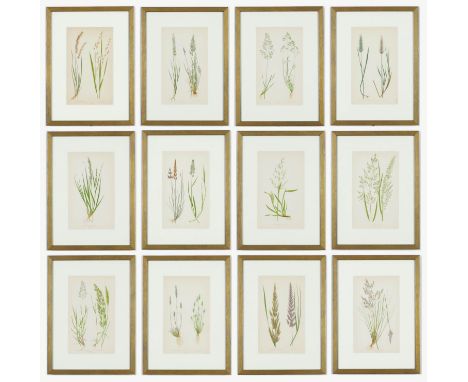 E J LOWE, Grasses, a set of twelve botanical prints, each 30cm x 23cm each, circa 1858. 