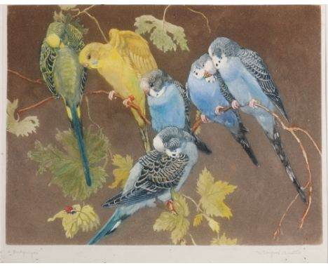 WINIFRED AUSTIN BudgerigarsAquatint etching, signed in pencil, 20cm x 27cm   CONDITION REPORT:  Frame is quite tatty. Some fo