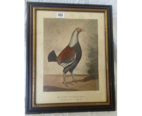 PAIR OF OLD SPORTING PRINTS, PORTRAITS OF PRIZE FIGHTING COCKS, ENGRAVED BY C R STOCK  