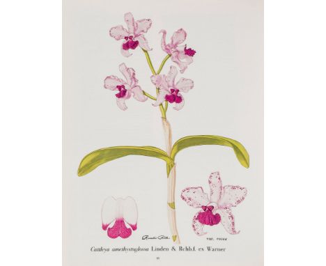 Americas.- Fowlie (J.A.) - The Brazilian Bifoliate Cattleyas and Their Color Varieties...,  California, 1977 § Markham (Cleme