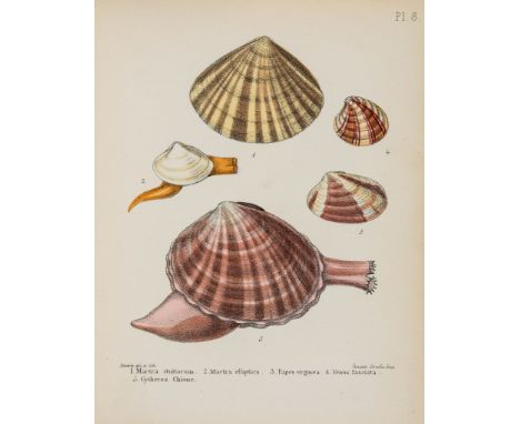 Sowerby (George Brettingham) - Popular British Conchology...,  half-title, 1 hand-coloured lithographed frontispiece and 20 p