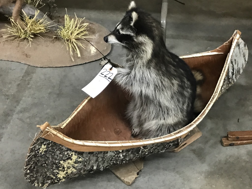 stuffed raccoon taxidermy