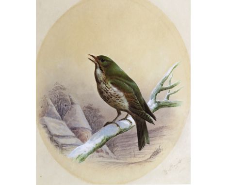 Harry Bright (1846-1895) Great white Heron; Song Thrush; Cormorant; Female Blackbird Set of four, all signed and dated 1884 A