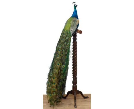 Impressive stuffed Peacock mounted on a mahogany torchère stand with spiral twist column and tripod base, 198cm overall heigh