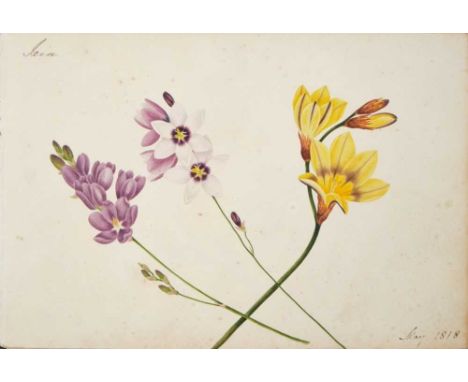 Fine Regency botanical album, housing approximately 28 superb watercolour depictions of flowers, each annotated and dated 181