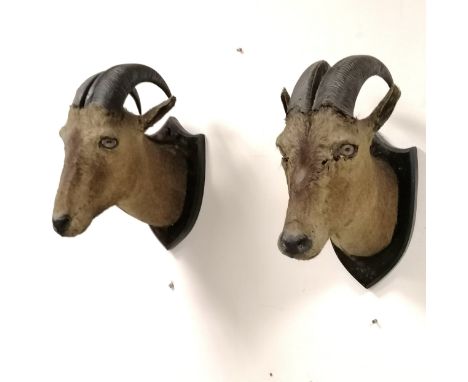 Van Ingen 1899 dated taxidermied pair of trophy heads on wooden shields - 42cm drop &amp; both have obvious signs of age rela