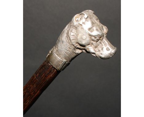 An Edwardian silver mounted novelty walking stick, the white metal pommel cast as the head of a dog, the ferule Birmingham 19