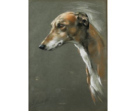 J. Hallett, English School, 20th century, head and shoulders portrait of a greyhound, signed, pastel, 36cm x 25.5cm,.    
