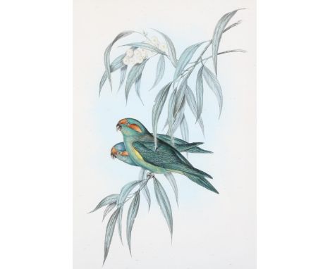 John Gould, Trichoglossus Concinnus, colour lithograph, 50cm x 32cm, framed . Condition Report: Good condition, no foxing, sp