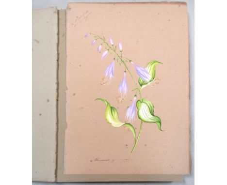 Wild Flowers of Italy, a folio album c. 1850, 36 x 26cm, with 72 leaves of watercolours of flowers, each with manuscript note