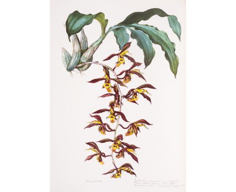 Mee (Margaret) Flowers of the Brazilian Forests, one of 500 copies, plates, tissue-guards, one or two minor spots, original g