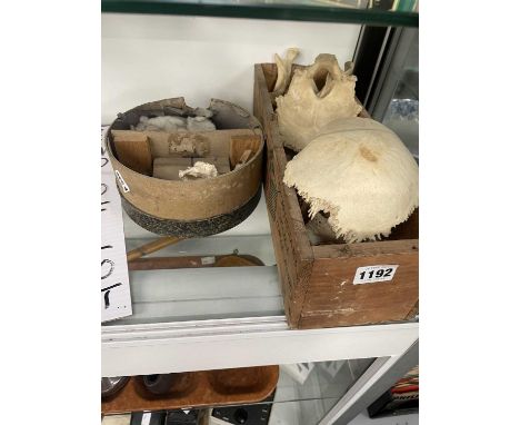 Pieces of disarticulated human skull