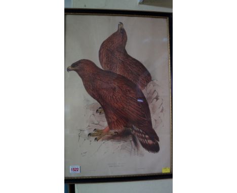 GOULD (J & LEAR, Edward): 'Golden Eagle', pub. 1835: hand coloured lithograph, pl.53 x 35cm, framed and glazed. (1)