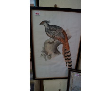 GOULD (J): 'Phasianus Staceii': hand coloured lithograph, framed and glazed. (1)
