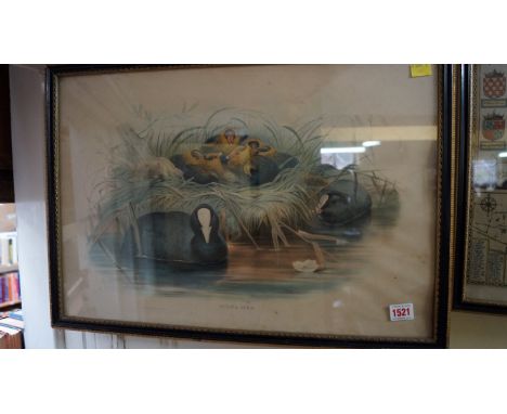 GOULD (J): 'Fulica Atra'. (Coot), 1862: hand coloured lithograph, pl.55.5 x 37.5, framed and glazed. (1)