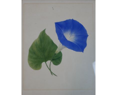 20th century, Morning Glory, a coloured floral print on paper, gilt framed. H.40 W.34cm 