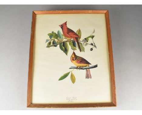 A Framed A Framed John James Audubon (1785-1851) Birds of America Print, A Cardinal Grosbeak , Fringilla Cardinalis, Frame 37