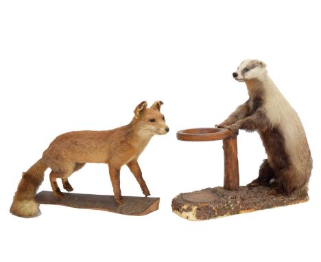 Taxidermy: An Anthropomorphic Badger Umbrella Stand and Red Fox, a full mount adult Badger stood upon hind legs, with front p