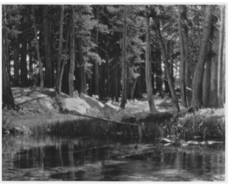 Artist: Ansel Adams (American, 1902-1984). Title: "Grove, Lyell Fork, Merced River, California". Medium: Original photogravur