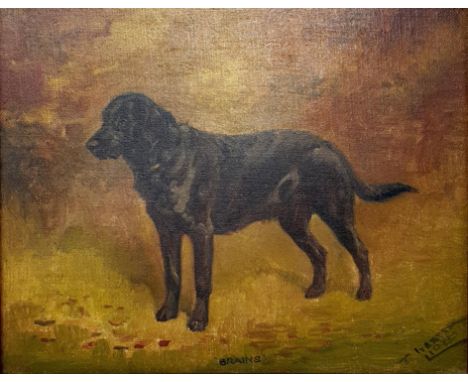 T Webster Lloyd, pet portrait, Brains, black labrador, oil on canvas, 20 x 34 cmCondition untouched, light surface scratches,