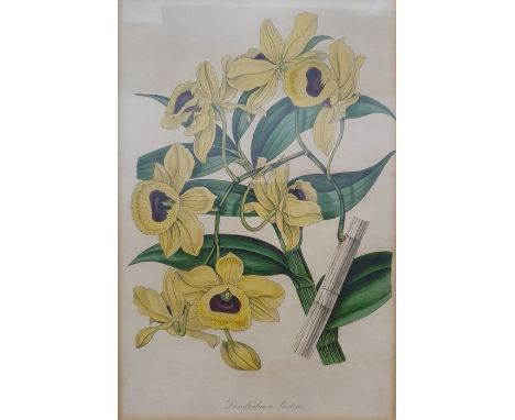 12 19th century botanical coloured prints, all framed to match, to include one after Horto van Houtteano, lithograph by L Str