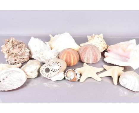 An assortment of nautical wildlife and shells, to include Sea Urchins, Star Fish, Cowrie, Murex, Conch, worked Mother of Pear