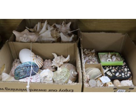 A large quantity of shells including conch, nautilus, etc.